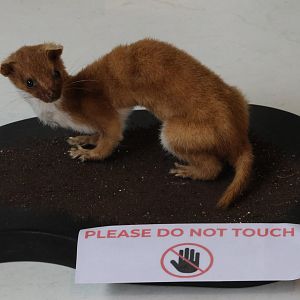 Taxidermy Least Weasel (Mustela nivalis), Kārearea Falcon Trust (Blenheim)