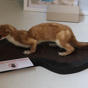 Taxidermy Stoat (Mustela erminea), Kārearea Falcon Trust (Blenheim)