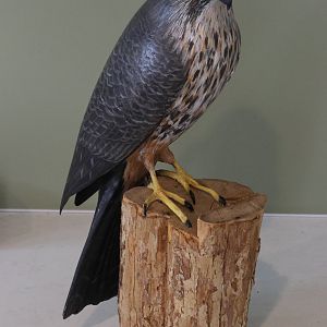 Wooden model of Kārearea (Falco novaeseelandiae), Kārearea Falcon Trust (Blenheim)