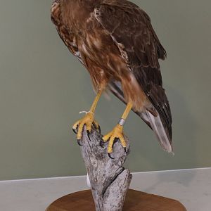 Taxidermy Swamp Harrier (Circus approximans), Kārearea Falcon Trust (Blenheim)