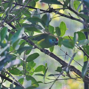 Macleay's Fig Parrot (Cyclopsitta diophthalma macleayana)