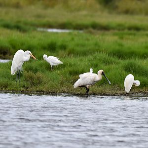 Four Species - Great, Cattle + Little Egret and Royal Spoonbill