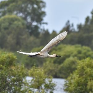Royal Spoonbill