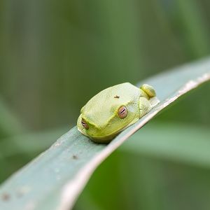 Dainty Tree Frog