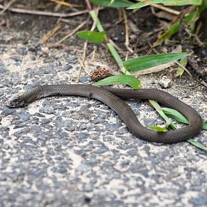 Marsh Snake (roadkill)