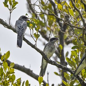Black-faced Cuckoo-shrike