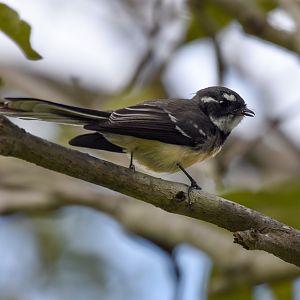 Grey Fantail