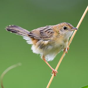 Golden-headed Cisticola