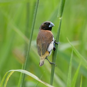 Chestnut-breasted Mannikin