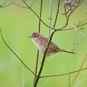 Tawny Grassbird