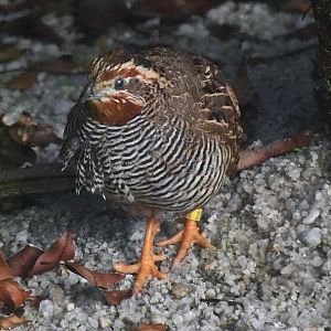 Jungle Bush Quail (Perdicula asiatica)