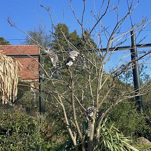 Lemur Walkthrough Enclosure: Madagascar