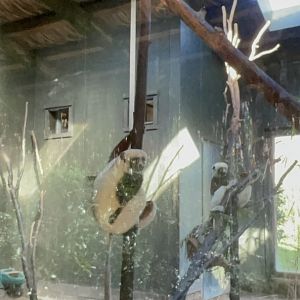 Coquerel’s Sifaka: Madagascar