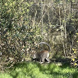Lemur Walkthrough Enclosure: Madagascar