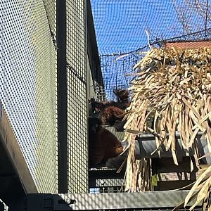 Lemur Walkthrough enclosure: Madagascar