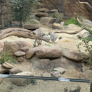 Open topped Desert enclosure in Hidden Savannah: Heart of Africa