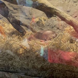 Naked Mole Rats in Hidden Savannah: Heart of Africa