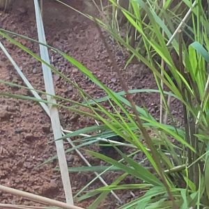 Dung Beetle in Hidden Savannah: Heart of Africa