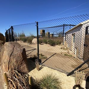2nd Kirk’s dik dim enclosure