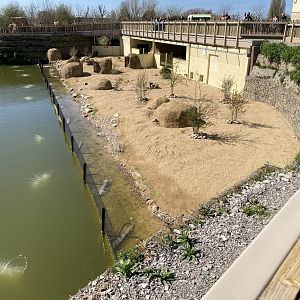 Cape porcupine enclosure