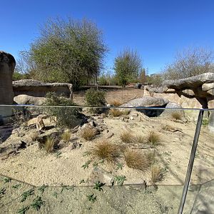 Outdoor yellow mongoose enclosure