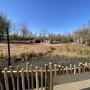 1st African wild dog enclosure