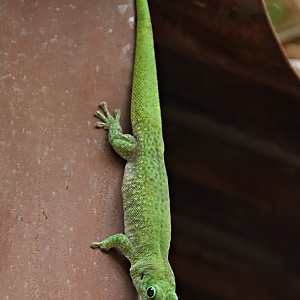 Koch's day gecko (Phelsuma kochi)