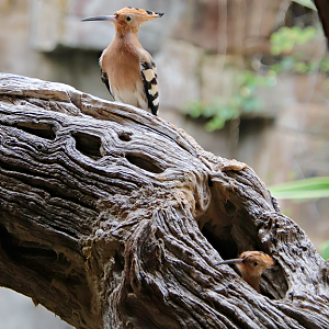 Two Eurasian hoopoes (Upupa epops epops)