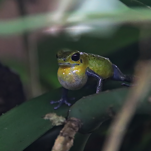 Strawberry poison frog (Oophaga pumilio)