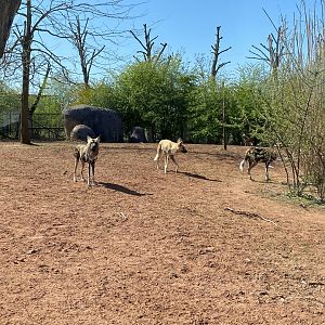 African wild dogs