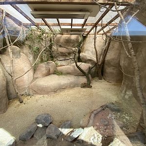 Indoor rock hyrax enclosure