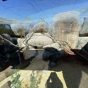 Outdoor hyrax enclosure