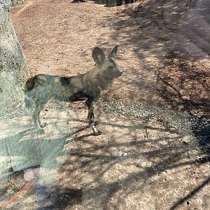 African wild dog next to the window