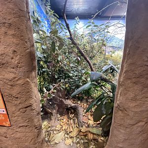 Ethiopian mountain adder exhibit
