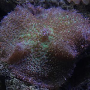 Haddon's sea anemone (Stichodactyla cf. haddoni)