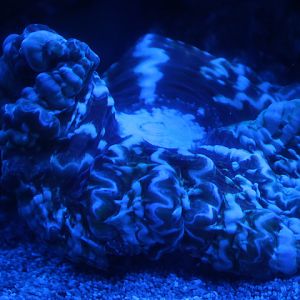 Solitary cup coral (Cynarina cf. 'macassarensis')