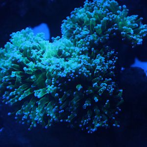 Frogspawn coral (Euphyllia divisa)