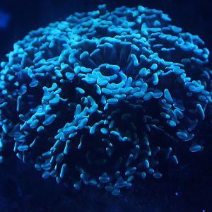 Anchor coral (Fimbriaphyllia ancora)