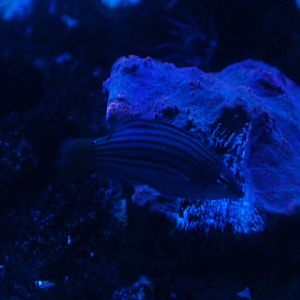 Six-line wrasse (Pseudocheilinus hexataenia)