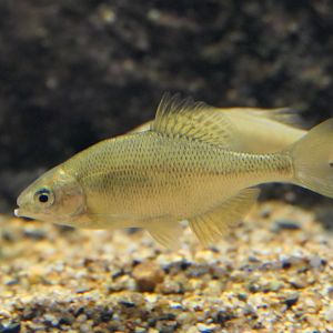 Smallscale Bitterling (Acheilognathus typus) - Lake Biwa Museum