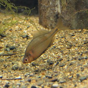 Kazetoge-tanago (Rhodeus smithii smithii) - Lake Biwa Museum