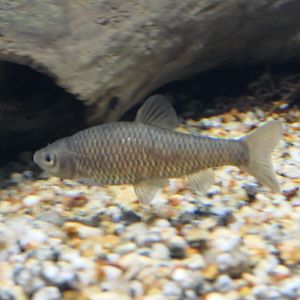 Ushimotsugo (Pseudorasbora pugnax)  - Lake Biwa Museum