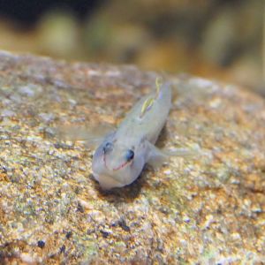 Blue Belly Freshwater Goby (Rhinogobius sp. 'BB') - Lake Biwa Museum