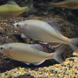 Akahiretabira (Acheilognathus tabira erythropterus) - Lake Biwa Museum