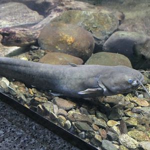 Stream Catfish (Silurus tomodai) - Lake Biwa Museum