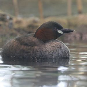 Little Grebe (Tachybaptus ruficollis) - Lake Biwa Museum