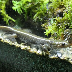 Yamato Salamander (Hynobius vandenburghi) - Lake Biwa Museum