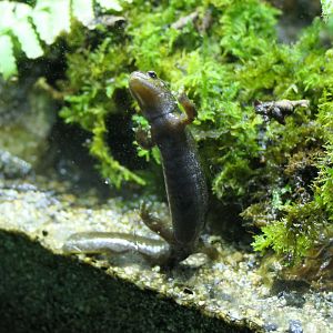 Yamato Salamander (Hynobius vandenburghi) - Lake Biwa Museum