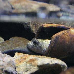 Japanese Fluvial Sculpin (Cottus pollux) - Lake Biwa Museum