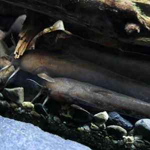 Reddish Bullhead (Liobagrus reinii) - Lake Biwa Museum